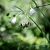 Snowdrop Earrings