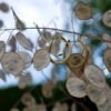 Honesty Drop Earrings